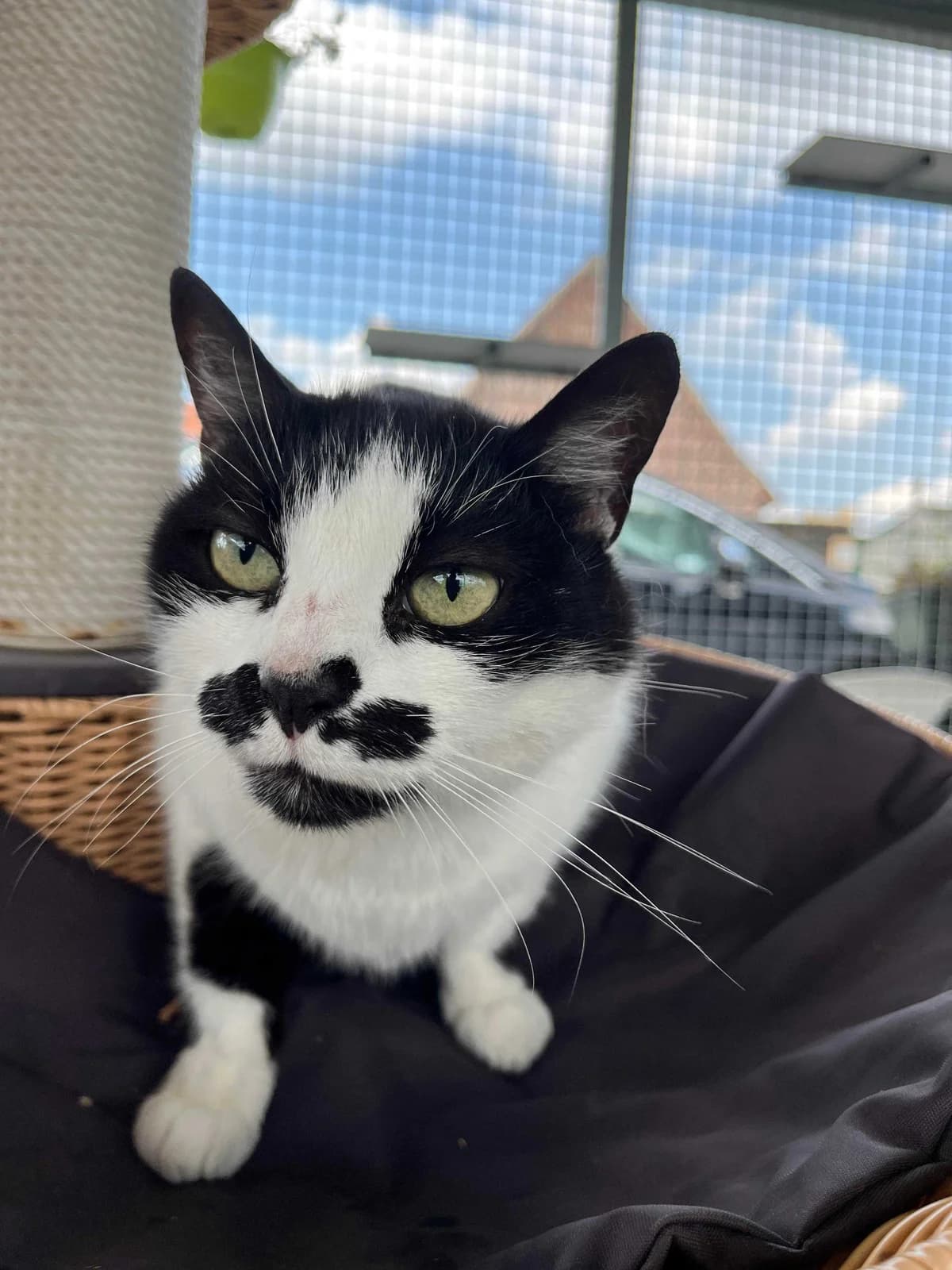 Minouche, female European Shorthair for adoption at SPA Mouscron, Mouscron