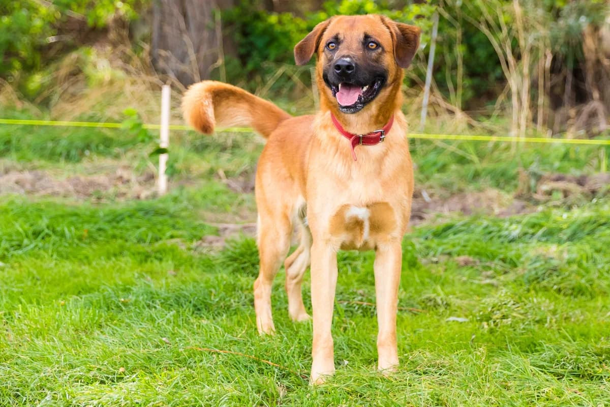 Jay, male 5yo Belgian Malinois for adoption at SPA Mouscron, Mouscron