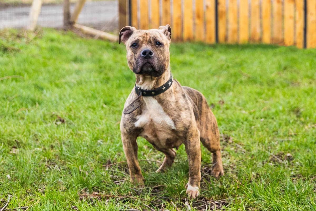 Lyly, female Mixed Breed for adoption at SPA Mouscron, Mouscron