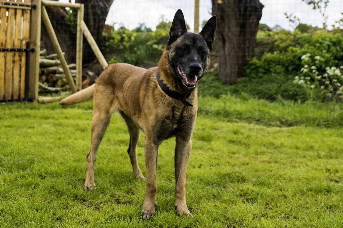 Zeus II, male senior Belgian Malinois for adoption at SPA Mouscron, Mouscron