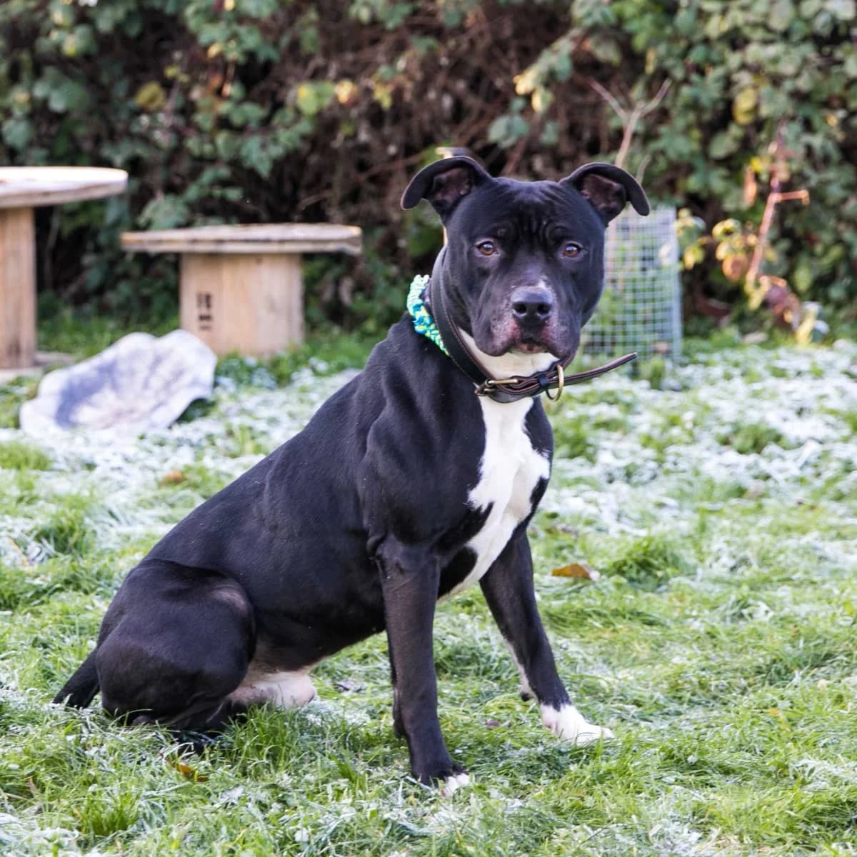 Black, male American Staffordshire Terrier for adoption at SPA Mouscron, Mouscron