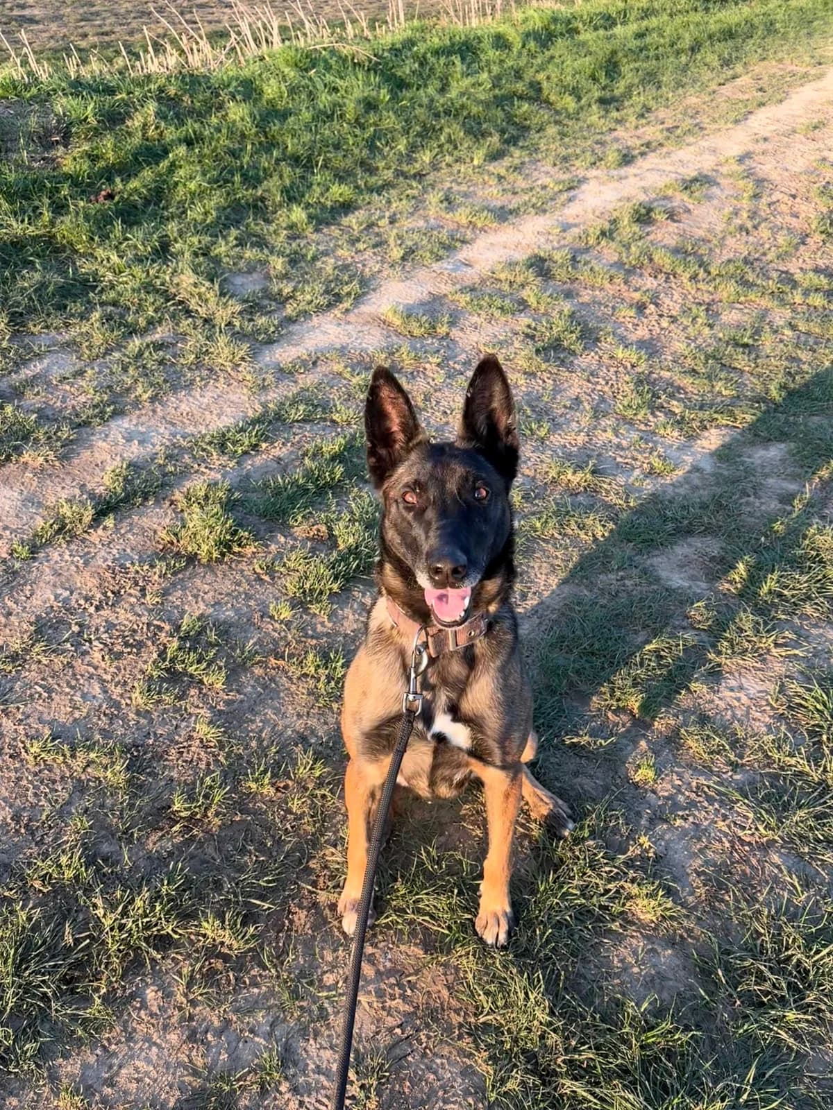 Suki, female 3yo Belgian Malinois for adoption at SPA Mouscron, Mouscron