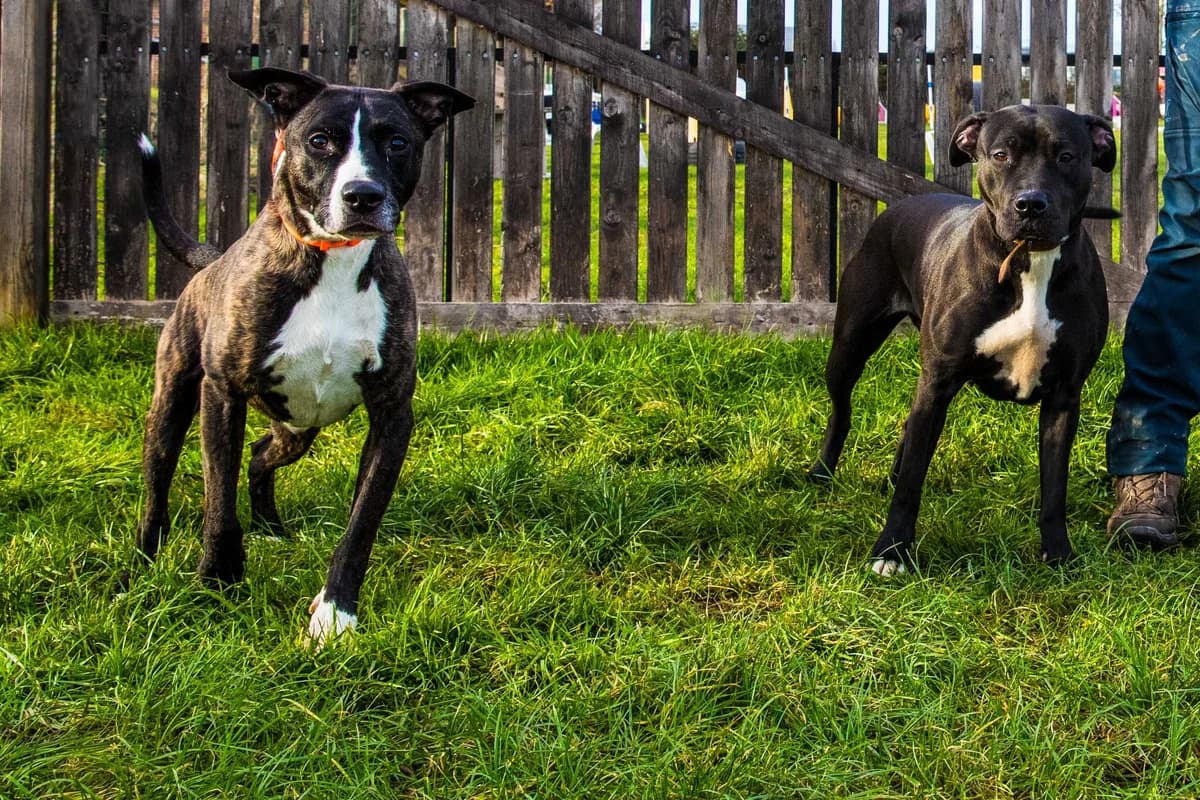 Osiris et Gaïa, female American Staffordshire Terrier for adoption at SPA Mouscron, Mouscron