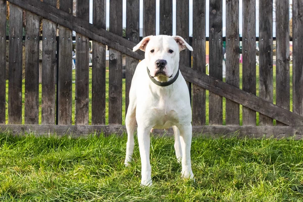 Zina, female mixed breed for adoption at SPA Mouscron, Mouscron