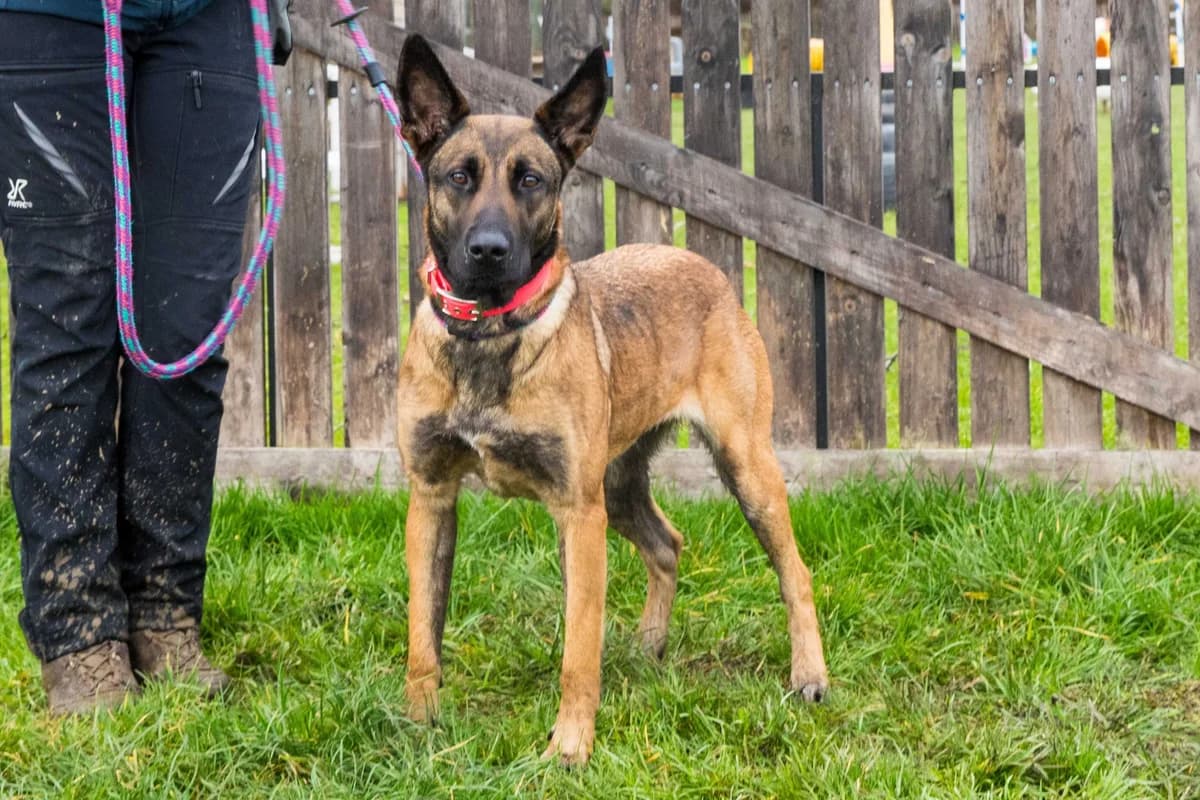 Zora, female Belgian Malinois for adoption at SPA Mouscron, Mouscron
