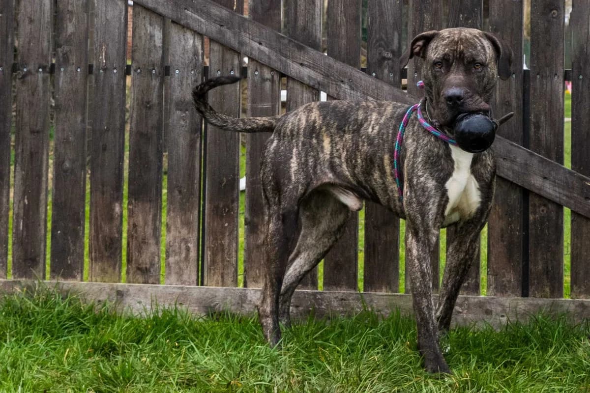 Roscko, male young Presa Canario for adoption at SPA Mouscron, Mouscron