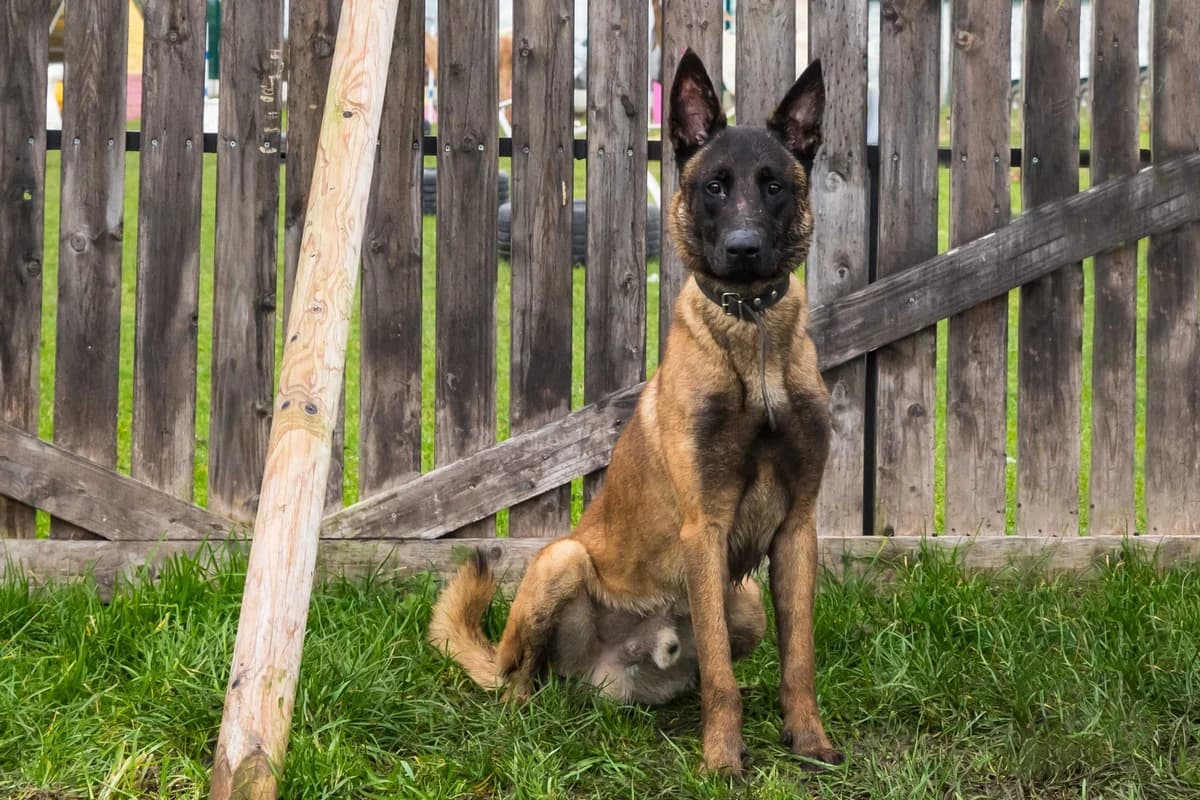 Zaïko, male young Belgian Malinois for adoption at SPA Mouscron, Mouscron