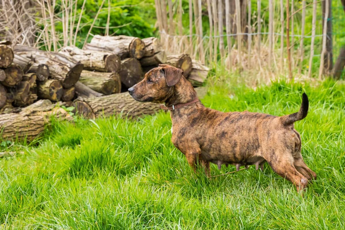 Tokyo, female Bull Terrier for adoption at SPA Mouscron, Mouscron
