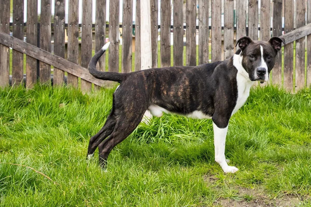Oslo, male young American Bully for adoption at SPA Mouscron, Mouscron