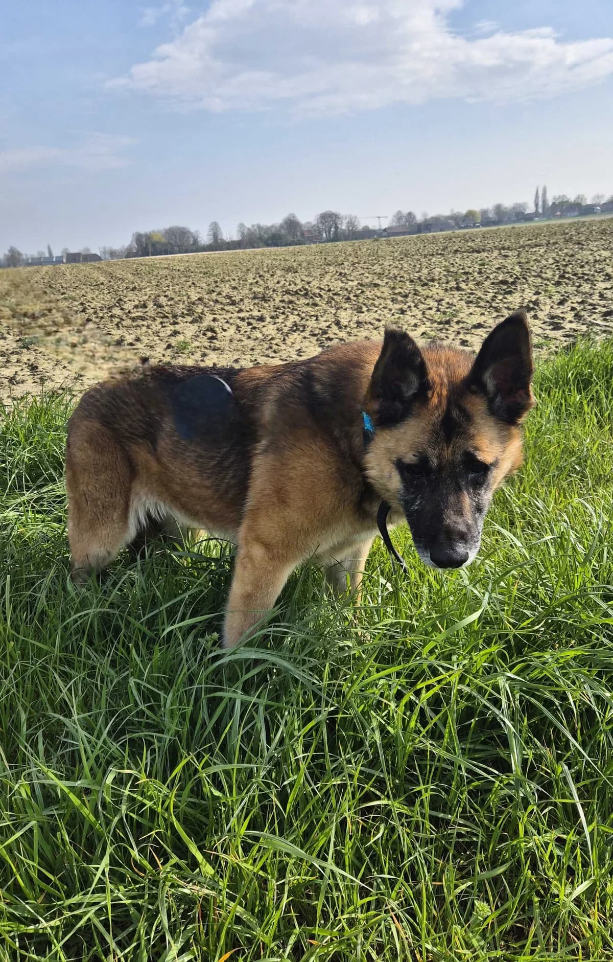 Muse, female German Shepherd for adoption at SPA Mouscron, Mouscron