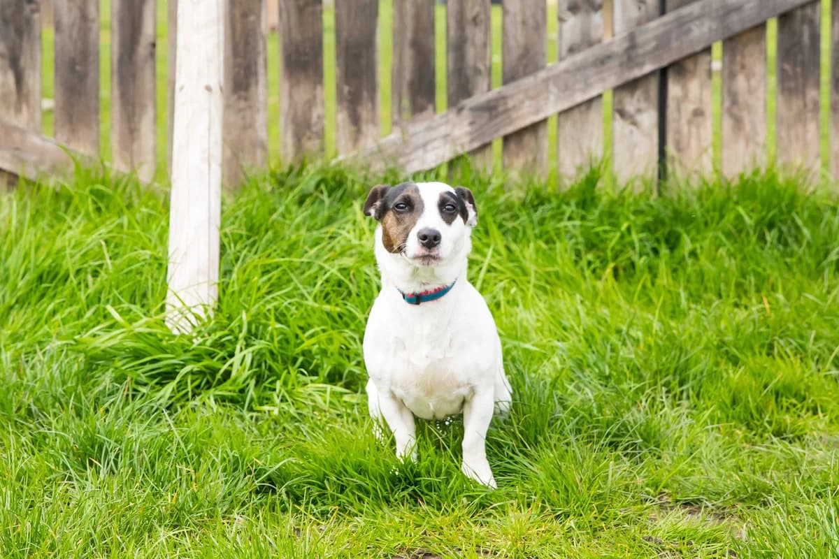 Zelda, female young Jack Russell Terrier for adoption at SPA Mouscron, Mouscron