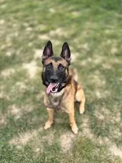 Onyx, male Belgian Malinois for adoption at SPA Mouscron, Mouscron