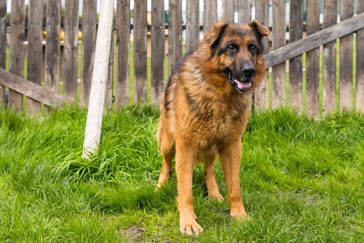 Mabrouck, male senior German Shepherd for adoption at SPA Mouscron, Mouscron