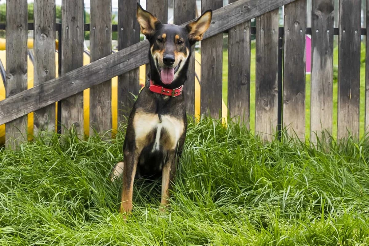 Inaya, female young Belgian Malinois for adoption at SPA Mouscron, Mouscron