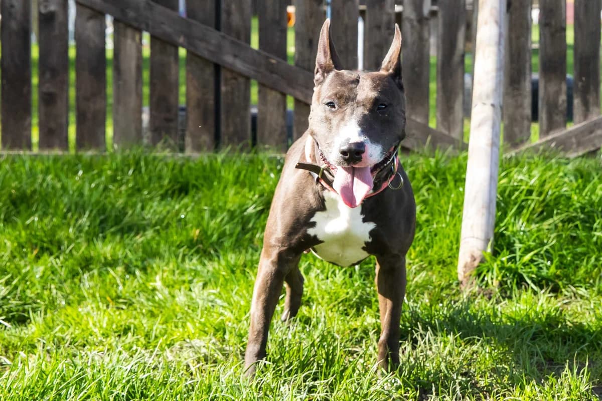 Bella, female 5yo Bull Terrier for adoption at SPA Mouscron, Mouscron