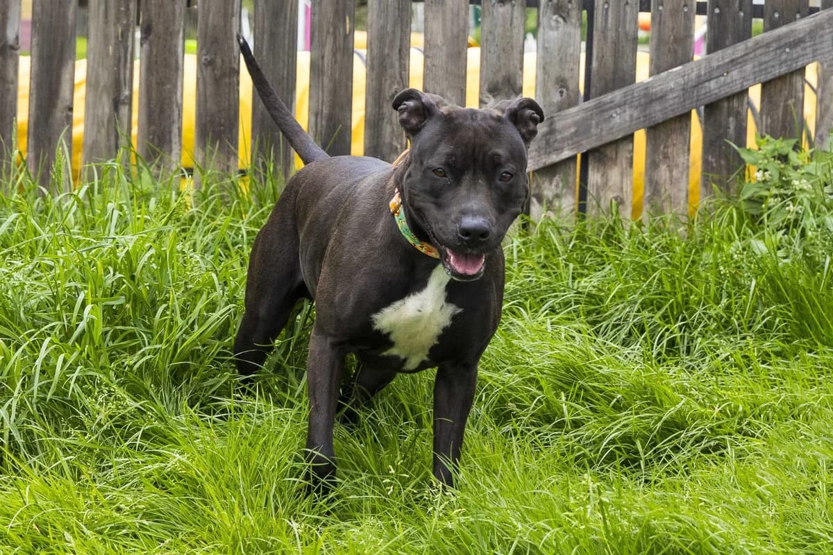 Gaïa, female 3yo American Staffordshire Terrier for adoption at SPA Mouscron, Mouscron