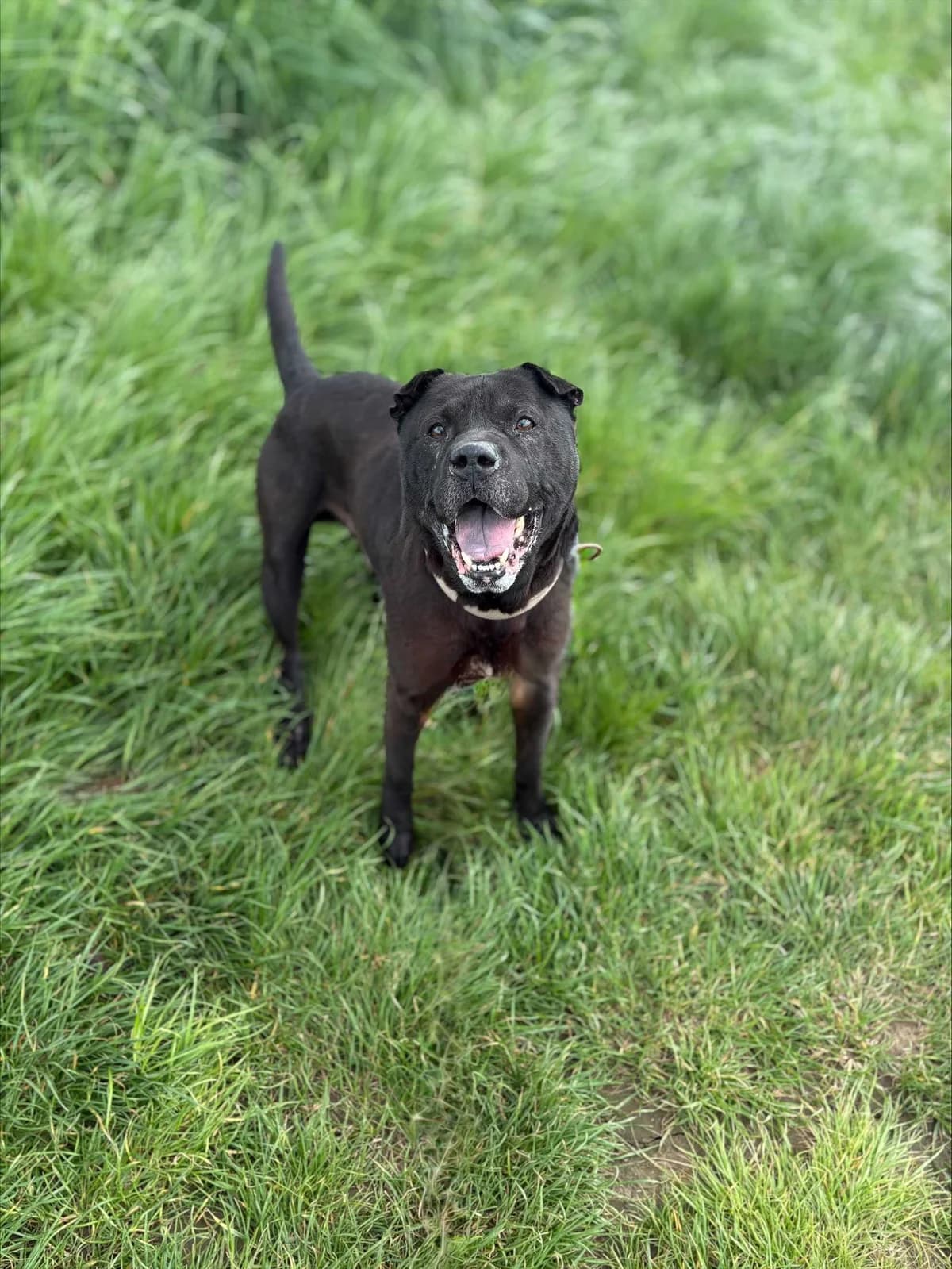 Sisko, male senior Shar Pei for adoption at SPA Mouscron, Mouscron