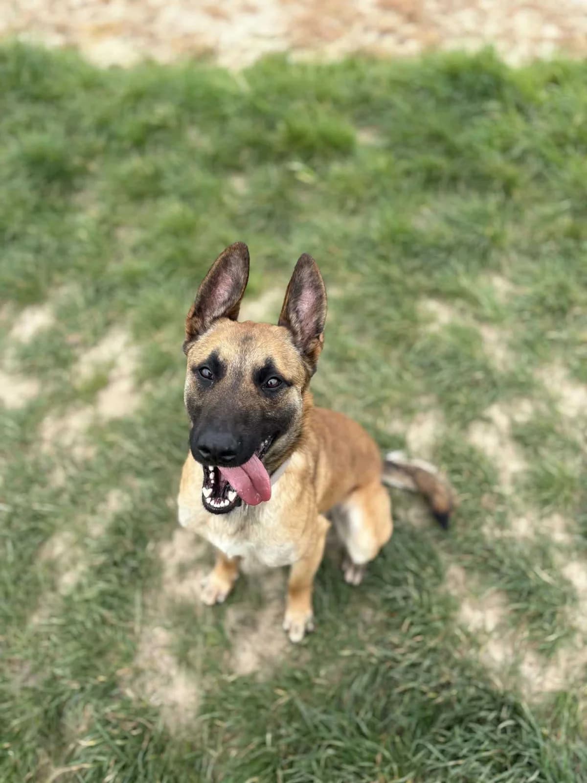 Thor, male puppy Belgian Malinois for adoption at SPA Mouscron, Mouscron