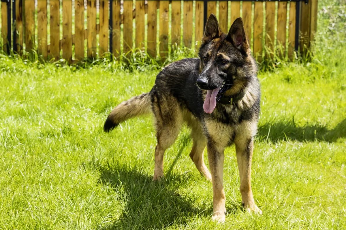 Kenzo, male young German Shepherd for adoption at SPA Mouscron, Mouscron