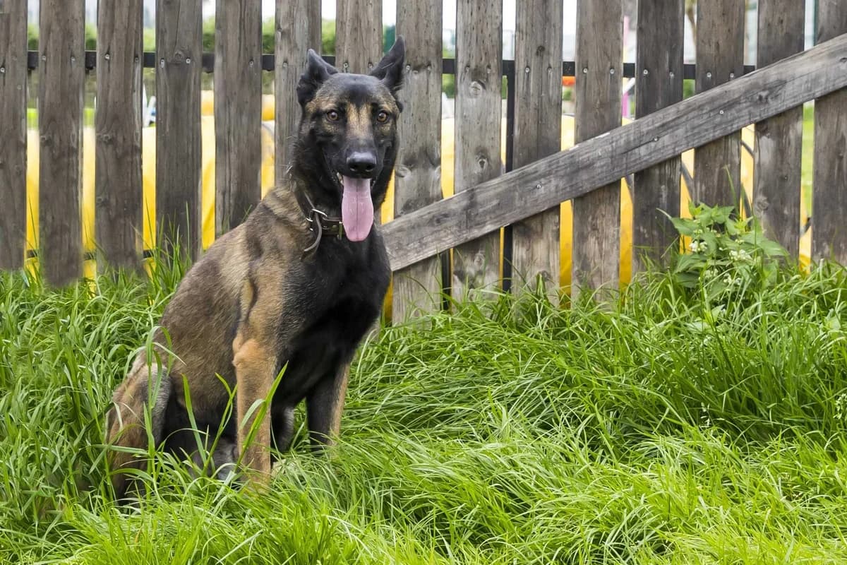 Happy, male young Belgian Malinois for adoption at SPA Mouscron, Mouscron
