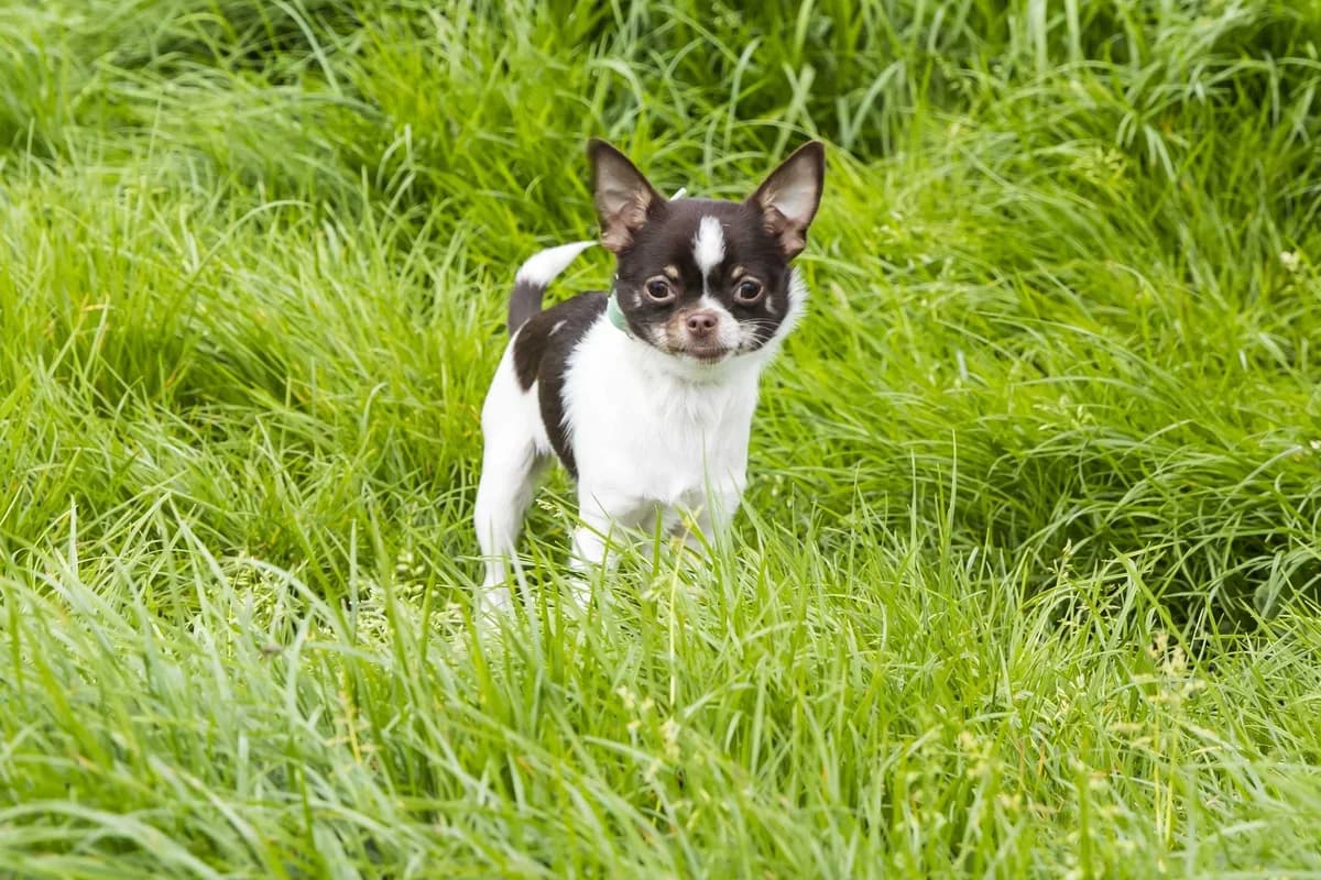 Jay_Z, male young Chihuahua for adoption at SPA Mouscron, Mouscron
