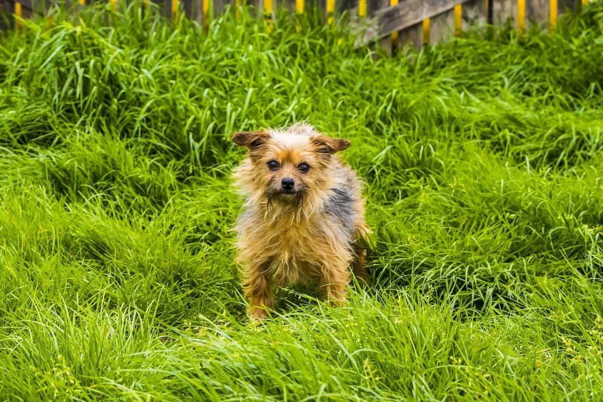 Laïko, male 7yo Yorkshire Terrier for adoption at SPA Mouscron, Mouscron