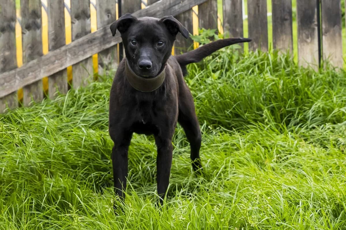 Roma, female 3yo Labrador Retriever for adoption at SPA Mouscron, Mouscron