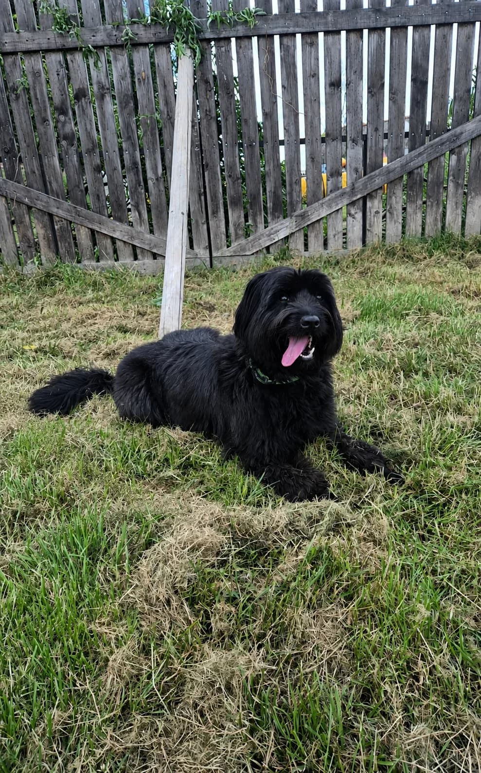 Volta, female 3yo mixed breed for adoption at SPA Mouscron, Mouscron