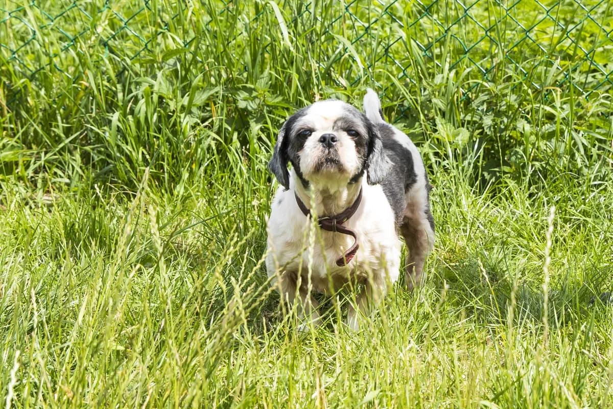 Kenzo, male 7yo mixed breed for adoption at SPA Mouscron, Mouscron