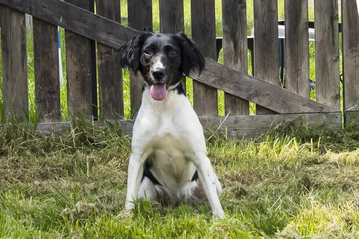 Harley, female young Border Collie for adoption at SPA Mouscron, Mouscron