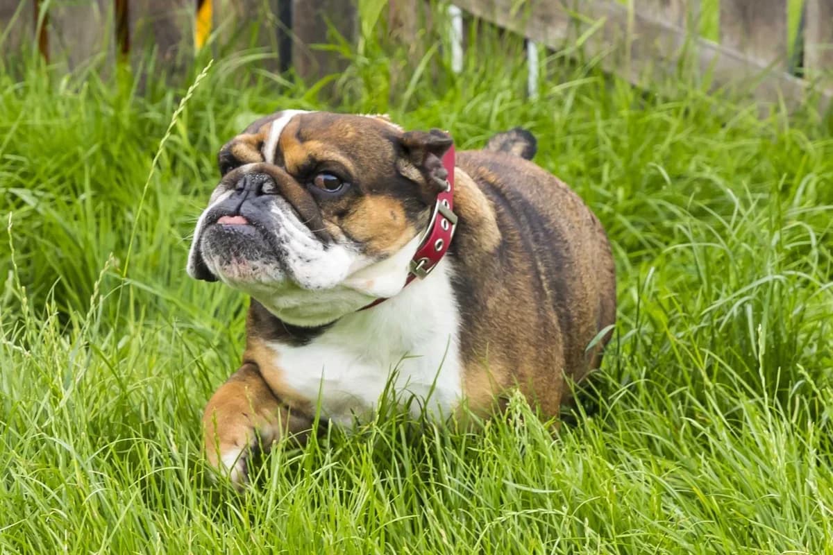 Joye, female 5yo English Bulldog for adoption at SPA Mouscron, Mouscron