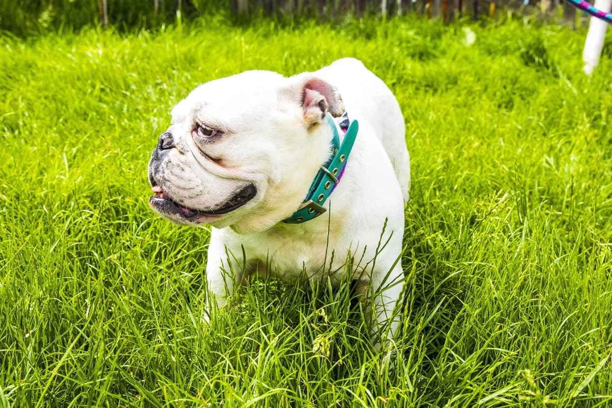 Lilo, female 5yo English Bulldog for adoption at SPA Mouscron, Mouscron