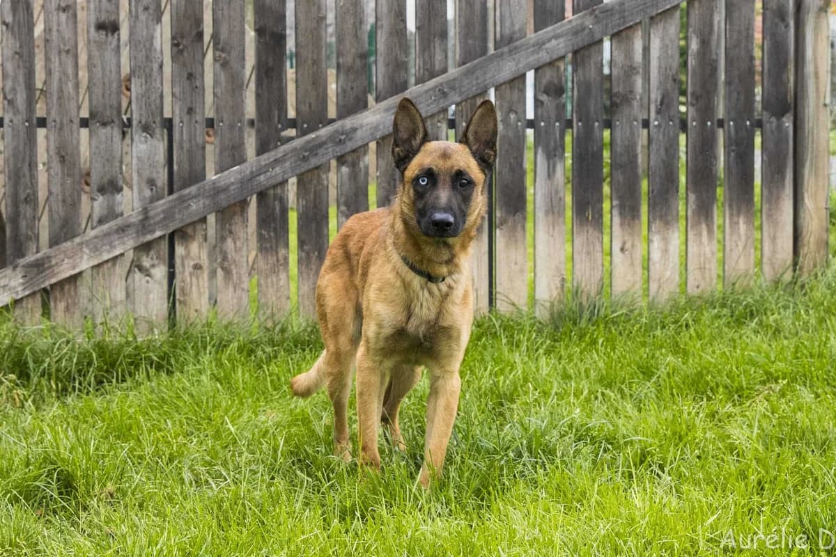 Balto, male young Belgian Malinois for adoption at SPA Mouscron, Mouscron