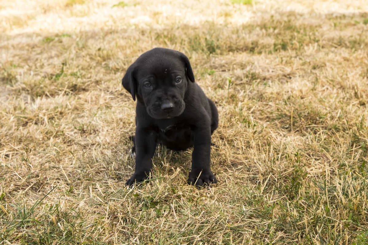 Cerseï, female puppy Doberman for adoption at SPA Mouscron, Mouscron
