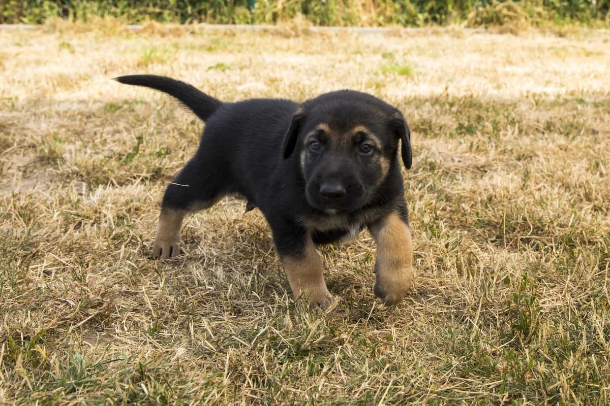 Jaimy, male puppy Doberman for adoption at SPA Mouscron, Mouscron