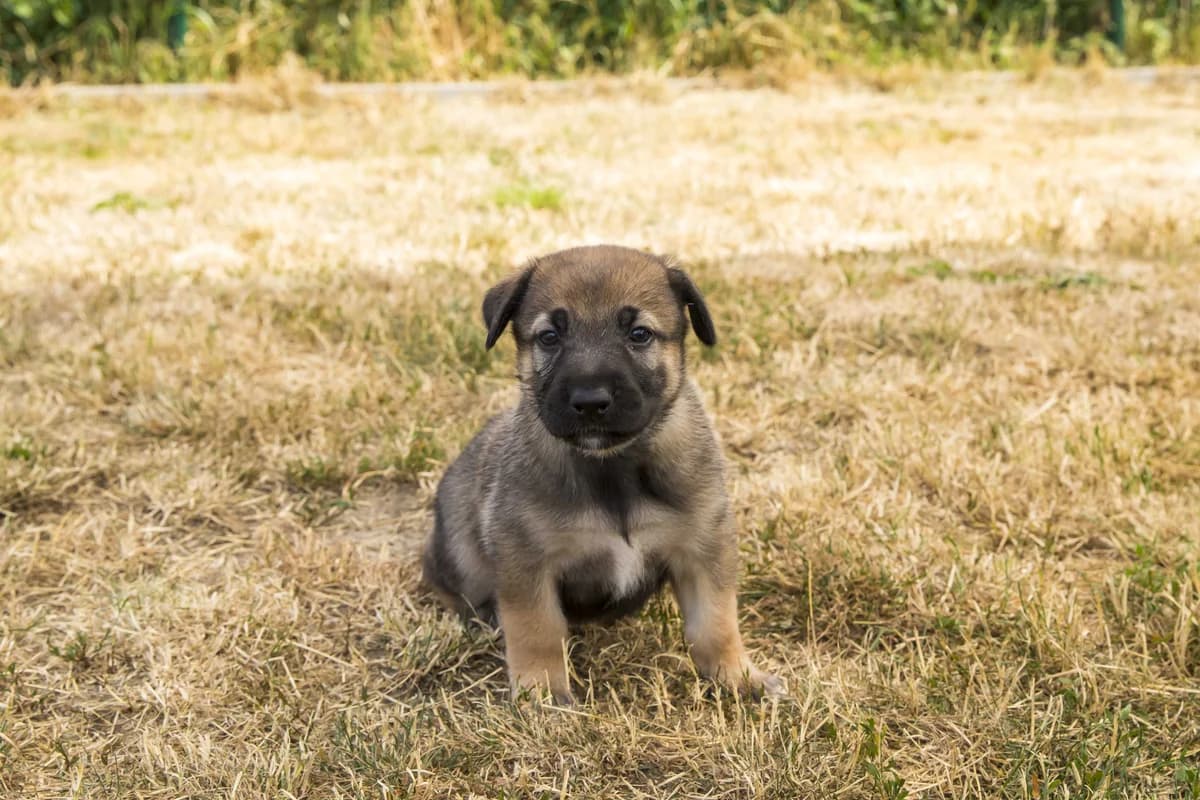 Kaleesi, female puppy Doberman for adoption at SPA Mouscron, Mouscron