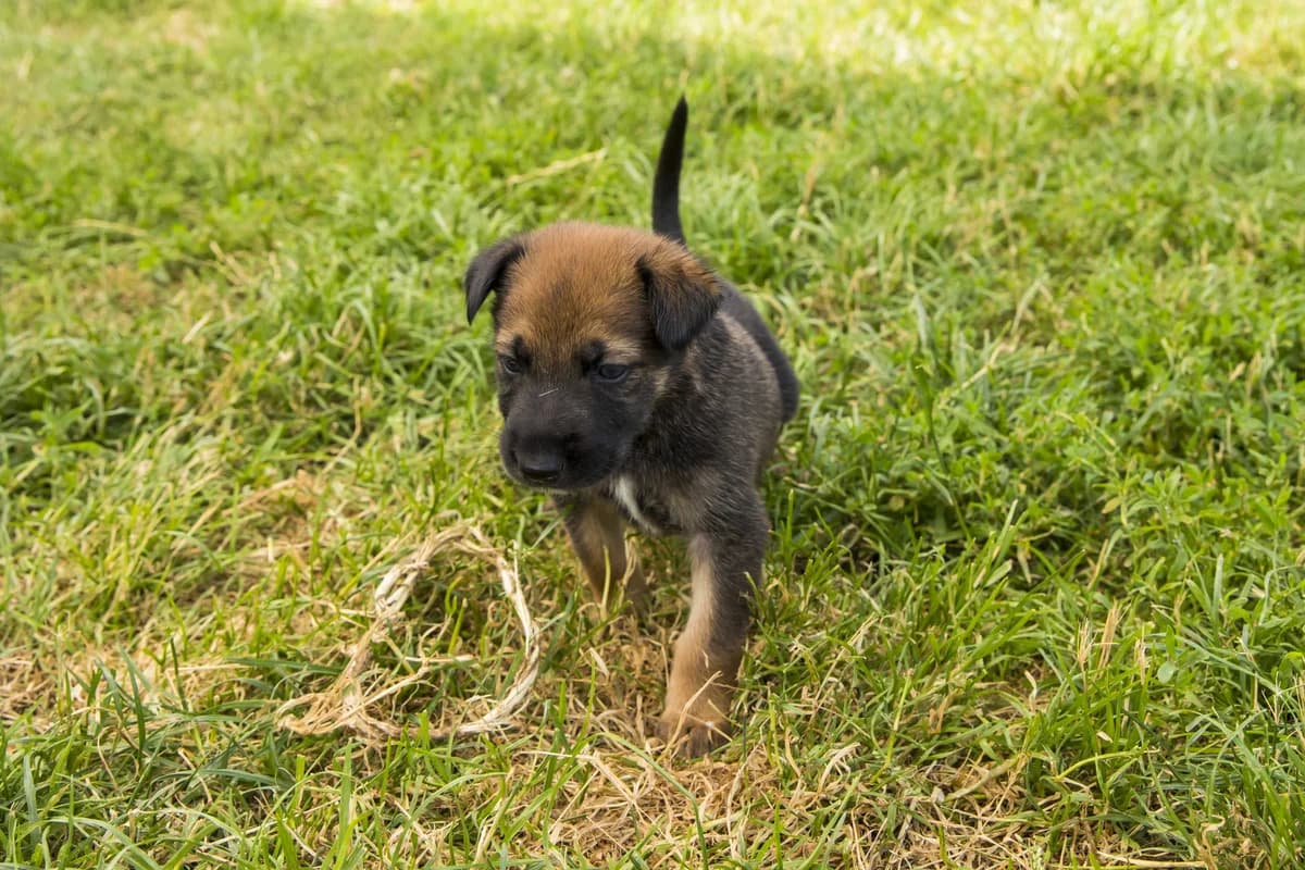 Tyrion, male puppy Doberman for adoption at SPA Mouscron, Mouscron