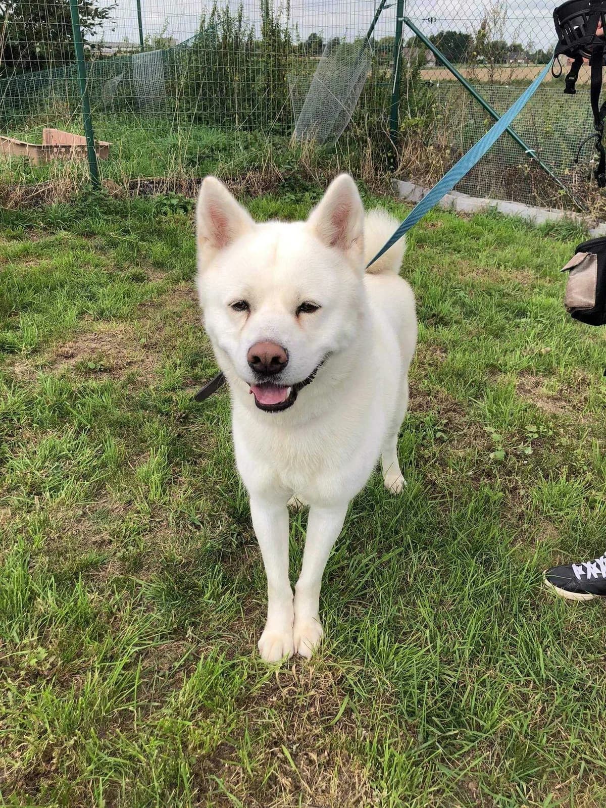 Louki, male 7yo Akita for adoption at SPA Mouscron, Mouscron
