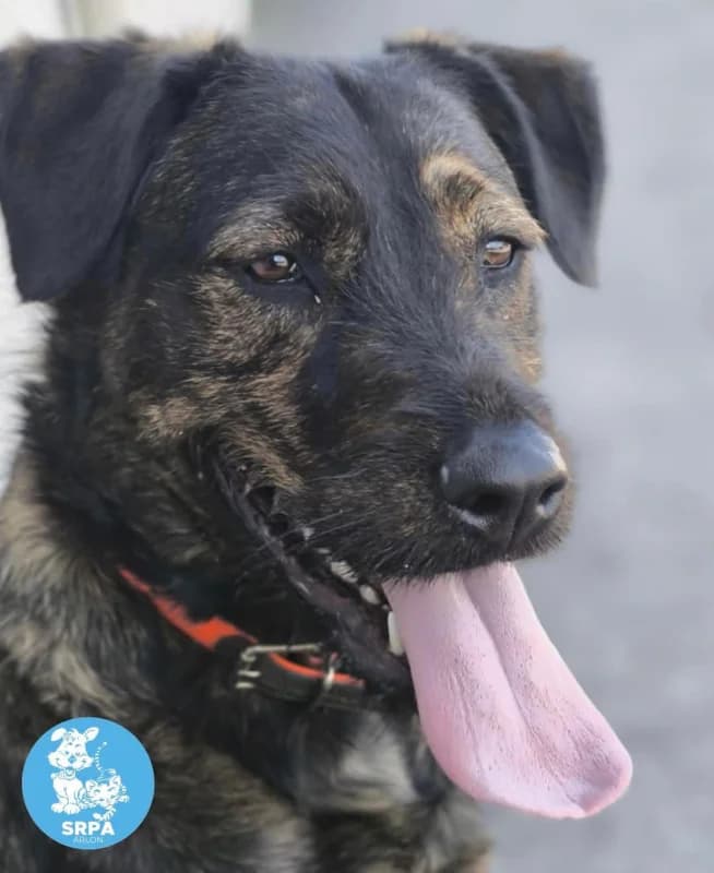 Blue, female young Mixed Breed for adoption at SRPA Arlon