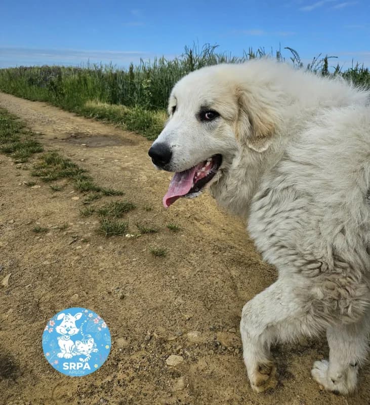 Ghünter, male puppy mixed breed for adoption at SRPA Arlon