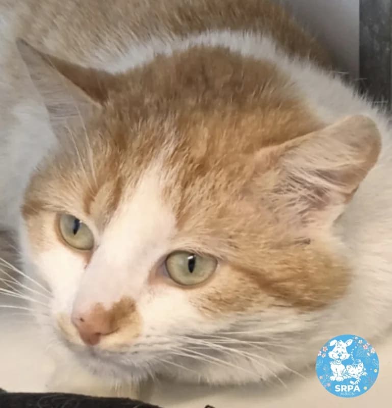 Rouky, male European Shorthair for adoption at SRPA Arlon