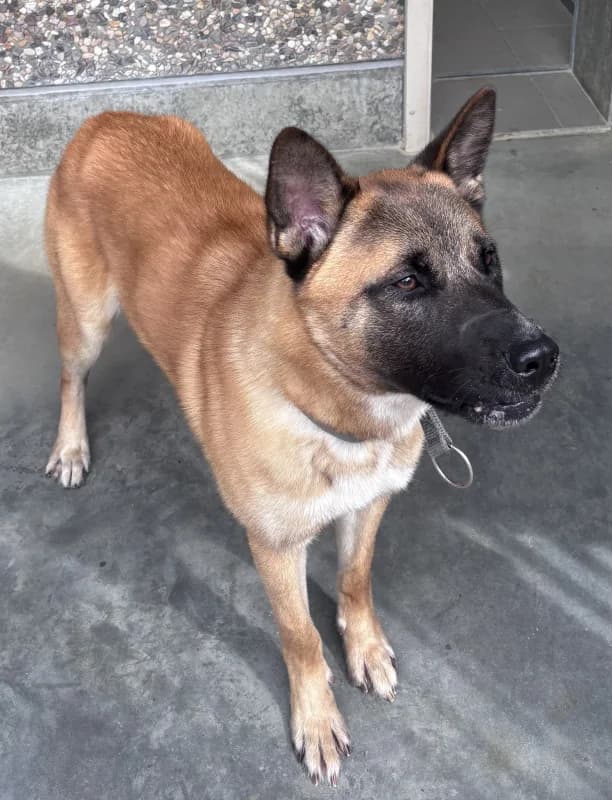 Atlas, male Belgian Malinois for adoption at SRPA Arlon
