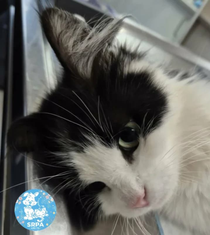 Plumette, female European Shorthair for adoption at SRPA Arlon