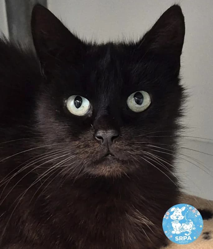 Klara, female European Shorthair for adoption at SRPA Arlon