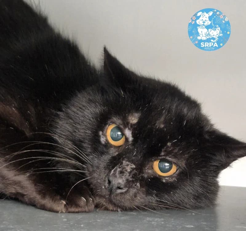 Max, male 7yo European Shorthair for adoption at SRPA Arlon