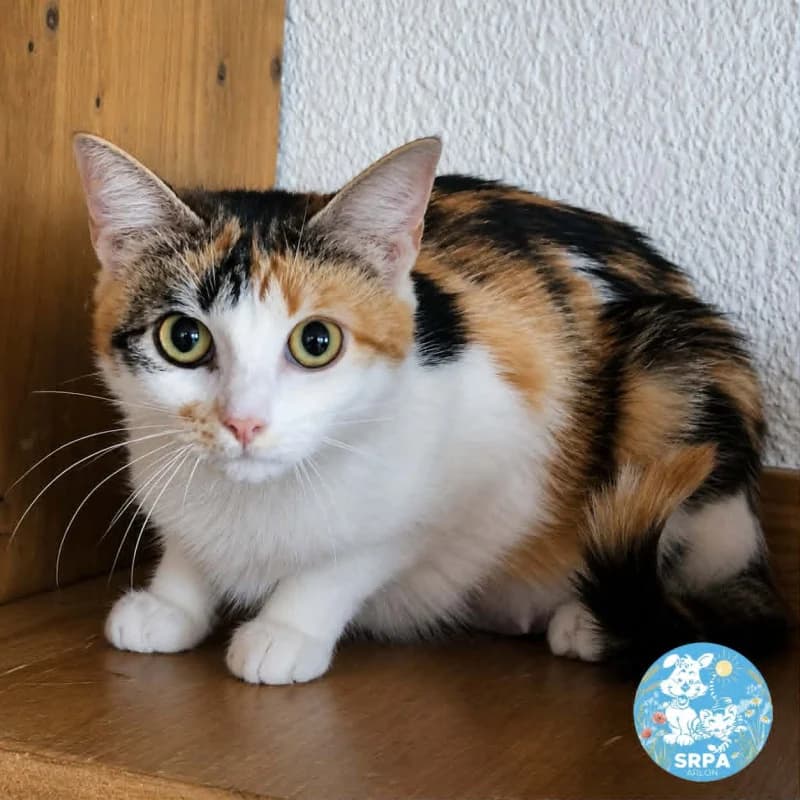 Animal 600.040, female young European Shorthair for adoption at SRPA Arlon