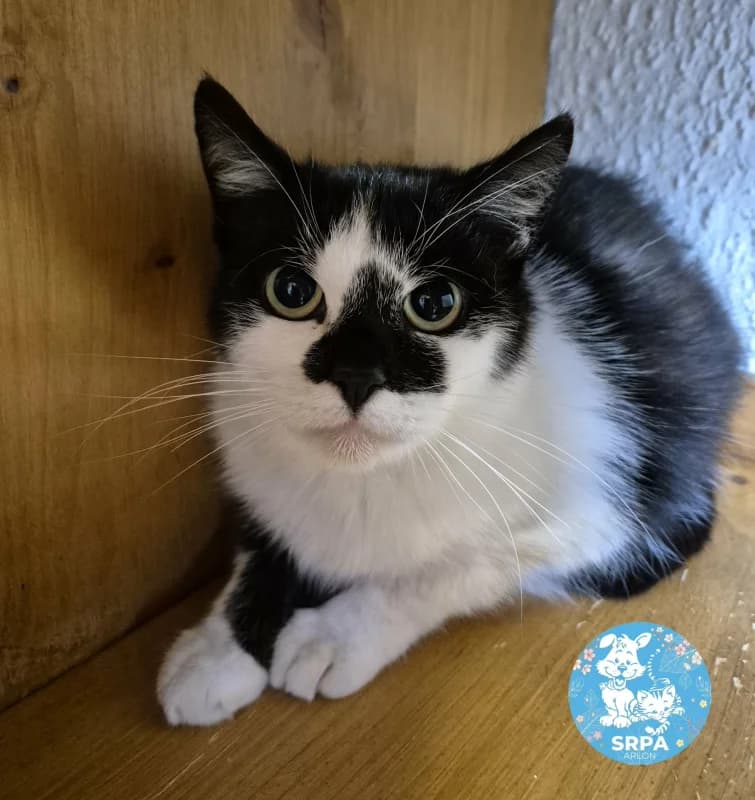 Lilas, female 4yo European Shorthair for adoption at SRPA Arlon