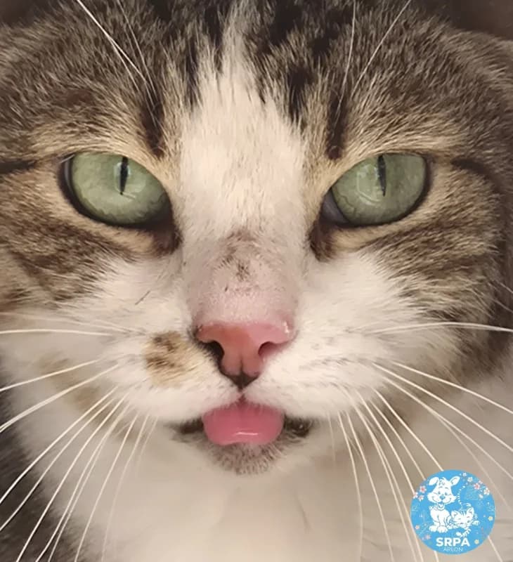 Millie, female senior European Shorthair for adoption at SRPA Arlon
