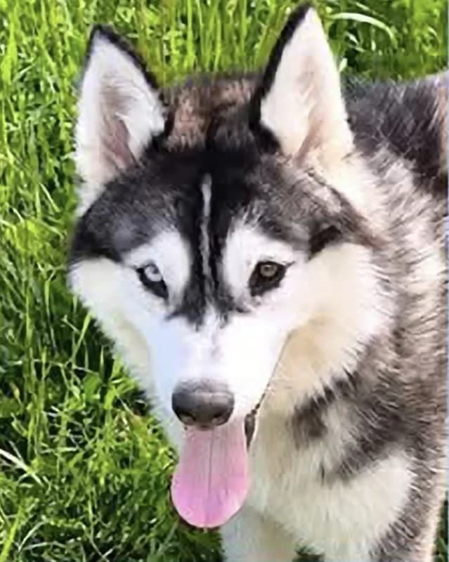Everest, female puppy Husky for adoption at SRPA Arlon