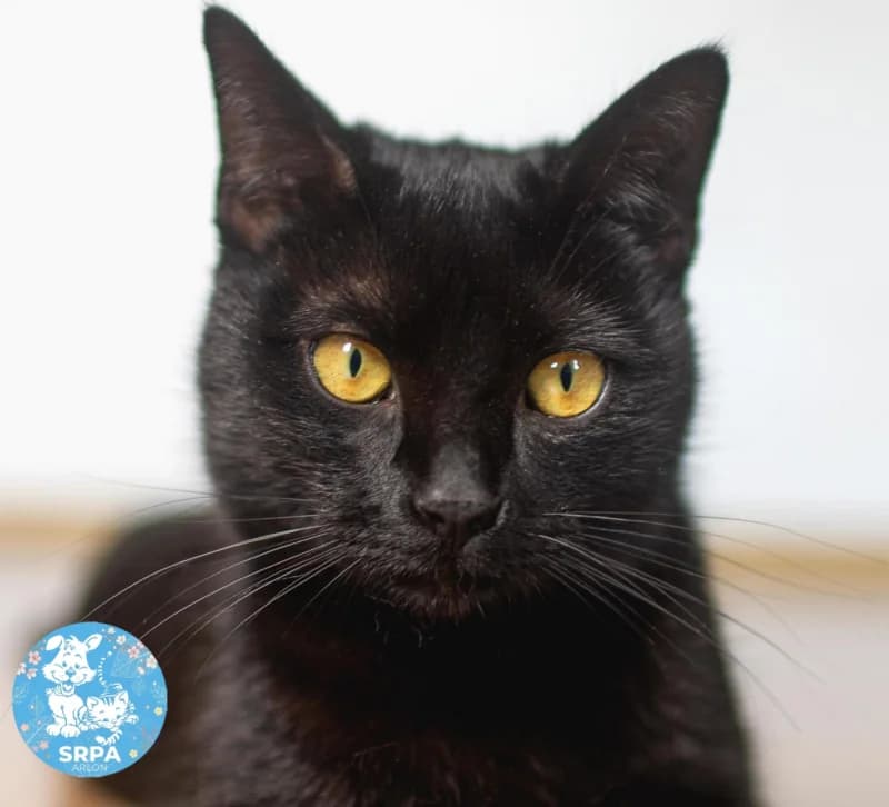 Potissa, male puppy European Shorthair for adoption at SRPA Arlon